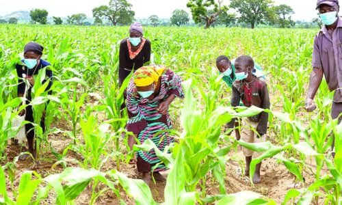 Irrigation Brings New Hope to Adamawa Women Farmers After Floods