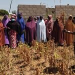 Bauchi Women Farmers Lead Agricultural Revolution Through Soybean Production