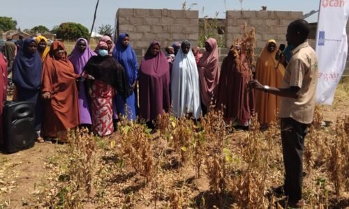 Bauchi Women Farmers Lead Agricultural Revolution Through Soybean Production