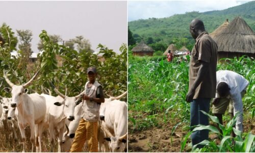 Tinubu Orders Acceleration of Ranching Reforms to Curb Farmer-Herder Conflicts