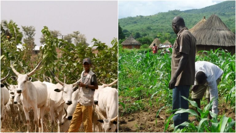 Tinubu Orders Acceleration of Ranching Reforms to Curb Farmer-Herder Conflicts