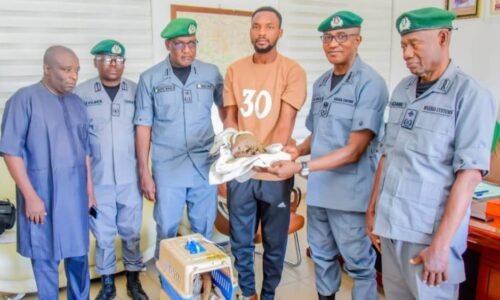 Anti-Trafficking: Customs hands over  5 lives rescues endangered pangolins