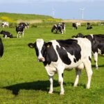 FG flags off animal vaccination campaign, unveils livestock processing plans in Yobe